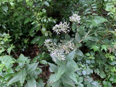 Eupatorium lindleyanum