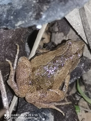 Microhyla fissipes