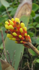 Aechmea comata