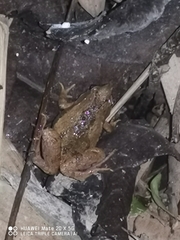 Microhyla fissipes
