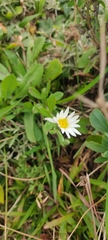 Noticastrum