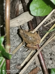 Microhyla fissipes