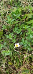Noticastrum
