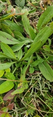 Noticastrum