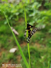 Amata sperbius