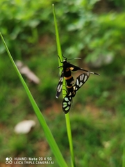 Amata sperbius