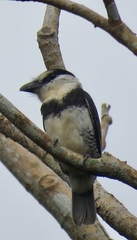 Notharchus hyperrhynchus image