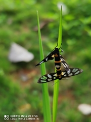 Amata sperbius