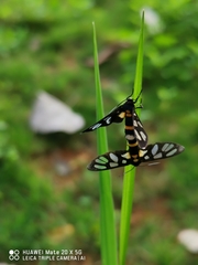 Amata sperbius