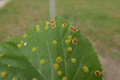 Phytoptus tetratrichus