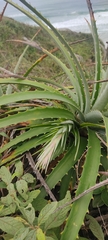 Dyckia encholirioides