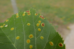 Phytoptus tetratrichus