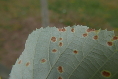 Phytoptus tetratrichus