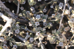 Drosanthemum archeri