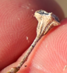 Drosanthemum archeri