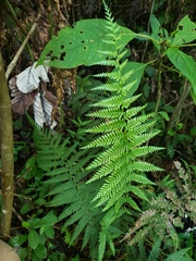 Amauropelta piedrensis