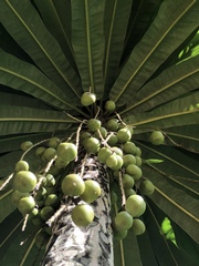 Clavija domingensis