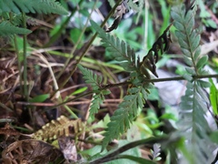Amauropelta piedrensis