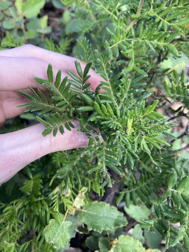 Image of Acacia lasiocarpa by (c) Thomas Mesaglio, some rights reserved (CC BY)