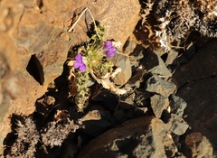 Acanthopsis hoffmannseggiana