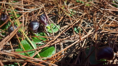 Corybas diemenicus
