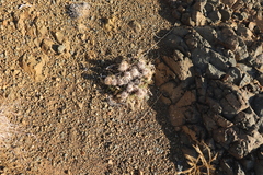 Acanthopsis hoffmannseggiana