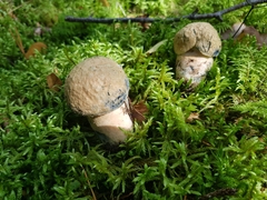 Gyroporus cyanescens