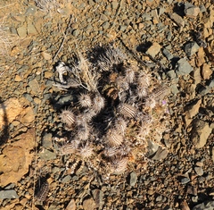 Acanthopsis hoffmannseggiana