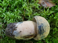 Gyroporus cyanescens