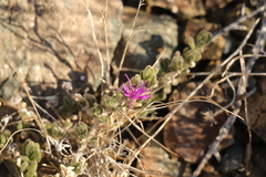 Drosanthemum archeri
