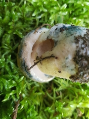 Gyroporus cyanescens