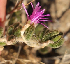 Drosanthemum archeri