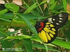 Delias pasithoe