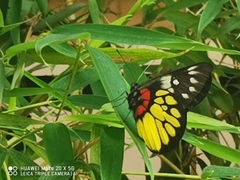 Delias pasithoe
