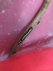 Acronicta intermedia