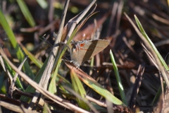 Arzecla tucumanensis