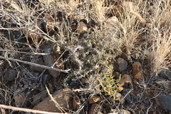 Pachypodium