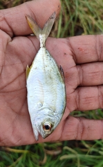 Caranginae