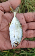 Caranginae