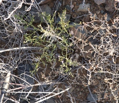 Monechma spartioides