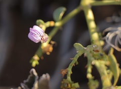 Monechma spartioides