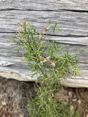 Hakea lissocarpha