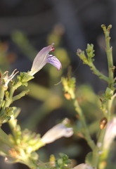 Monechma spartioides