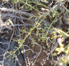 Monechma spartioides