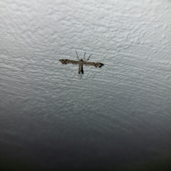 Amblyptilia punctidactyla