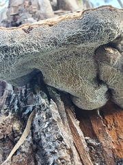 Pseudoinonotus chondromyelus