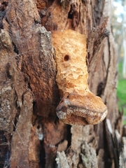 Pseudoinonotus chondromyelus
