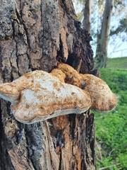 Pseudoinonotus chondromyelus