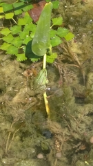 Pelophylax