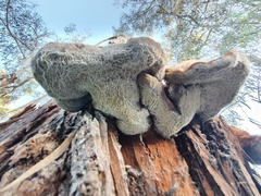 Pseudoinonotus chondromyelus